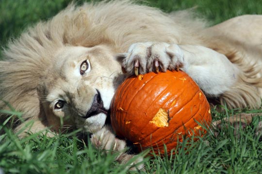 Jungle Cat World Halloween October 22, 2021, 2021298