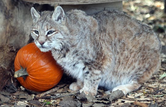 Jungle Cat World Halloween October 22, 2021, 2021299