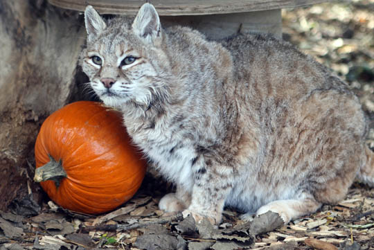 Jungle Cat World Halloween October 22, 2021, 2021300