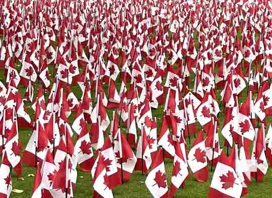 Remembrance Canadiian Flags Toronto November 9, 2021, 2021500