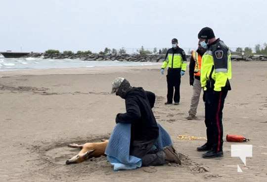 Deer Rescued Cobourg Beach May 28, 20212493