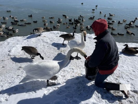 Feeding Waterfowl Cobourg Harbour March 3, 2022898