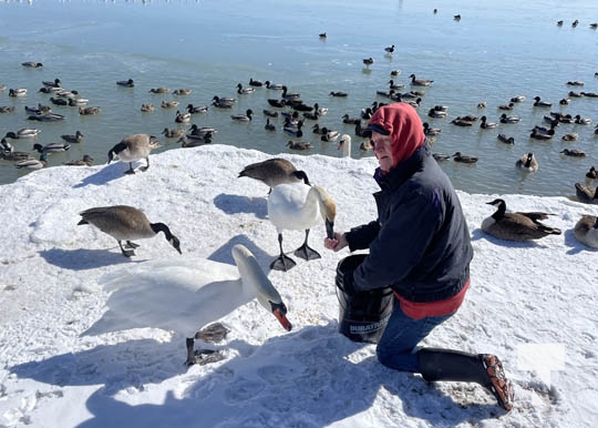 Feeding Waterfowl Cobourg Harbour March 3, 2022899