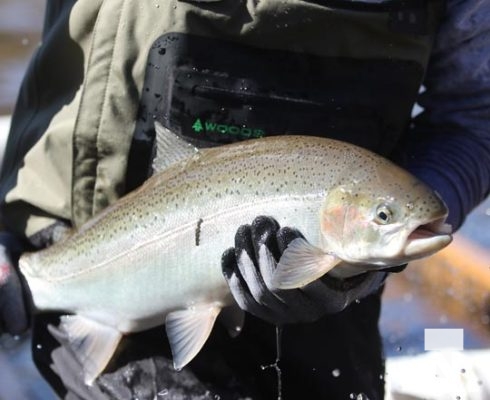 Fish Lift Rainbow Trout Cobourg Creek April 2, 20221254