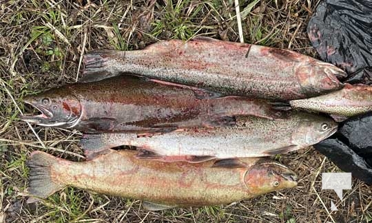 Rainbow Trout Opening Cobourg Port Hope April 23, 202219