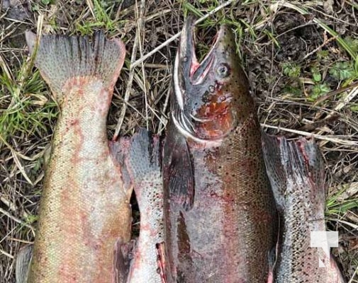 Rainbow Trout Opening Cobourg Port Hope April 23, 202220