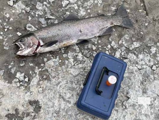 Rainbow Trout Opening Cobourg Port Hope April 23, 20229