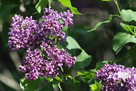 Warkworth Lilac Festival May 28, 2022868