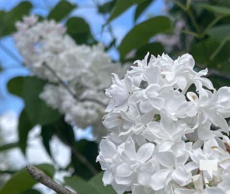 Warkworth Lilac Festival May 28, 2022892