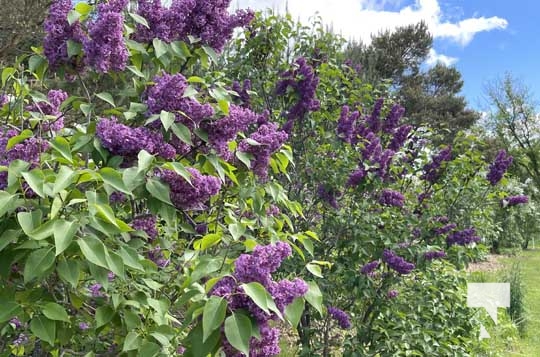 Warkworth Lilac Festival May 28, 2022893