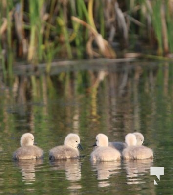 Cygnats Swans Grafton May 311, 20221094