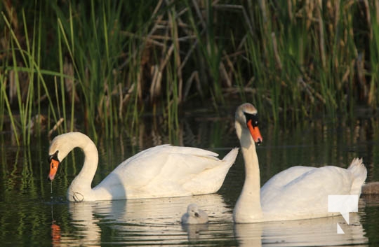 Cygnats Swans Grafton May 311, 20221095