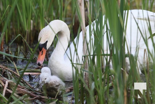 Cygnats Swans Grafton May 311, 20221096