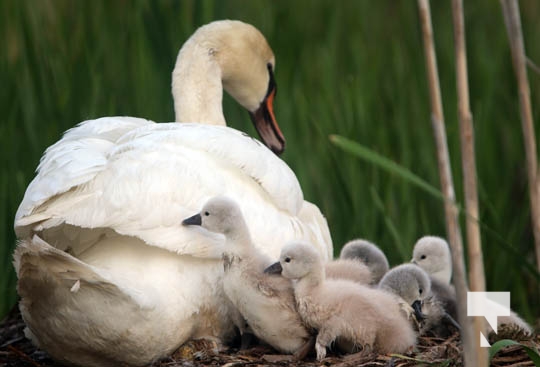 Cygnats Swans Grafton May 311, 20221097