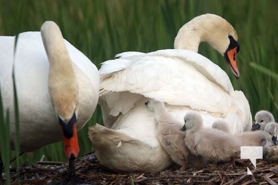 Cygnats Swans Grafton May 311, 20221099