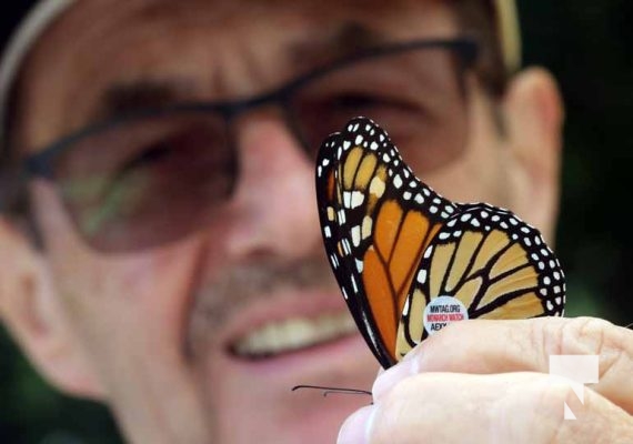 Butterfly Tagging Dorothys House Museum Garden Hill August 27, 2022, 20223477