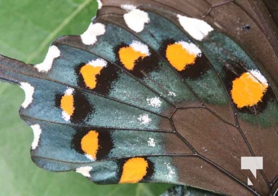 Butterfly Tagging Dorothys House Museum Garden Hill August 27, 2022, 20223482