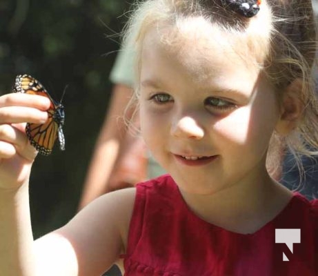 Butterfly Tagging Dorothys House Museum Garden Hill August 27, 2022, 20223484