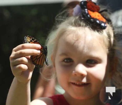 Butterfly Tagging Dorothys House Museum Garden Hill August 27, 2022, 20223485