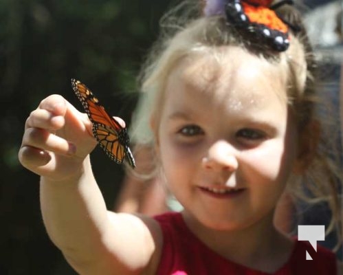 Butterfly Tagging Dorothys House Museum Garden Hill August 27, 2022, 20223486