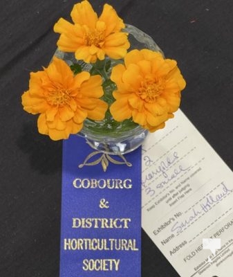 Cobourg Flower Show August 13, 20223211