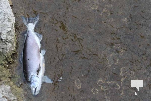 Salmon Ganaraska River August 18, 2022, 20223220