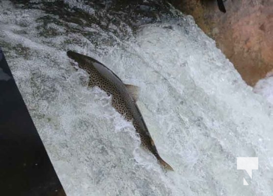 Salmon Ganaraska River August 18, 2022, 20223221