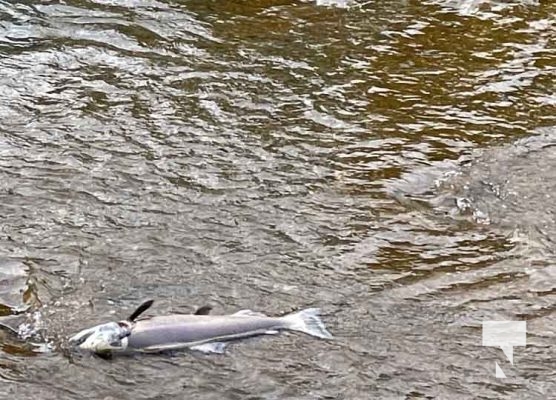 Salmon Ganaraska River August 18, 2022, 20223222