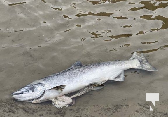 Salmon Ganaraska River August 18, 2022, 20223224