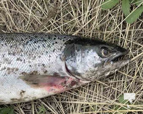 Atlantic Salmon Ganaraska River September 16, 2022, 20224046