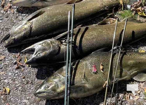 Salmon Fishing Ganarasa River September 29, 2022388