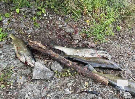 Salmon Fishing Ganaraska River September 25, 2022346