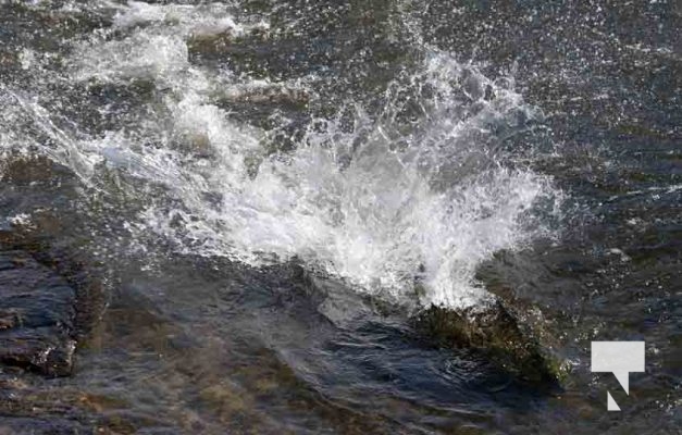 Salmon Ganarasa River September 7, 20223599