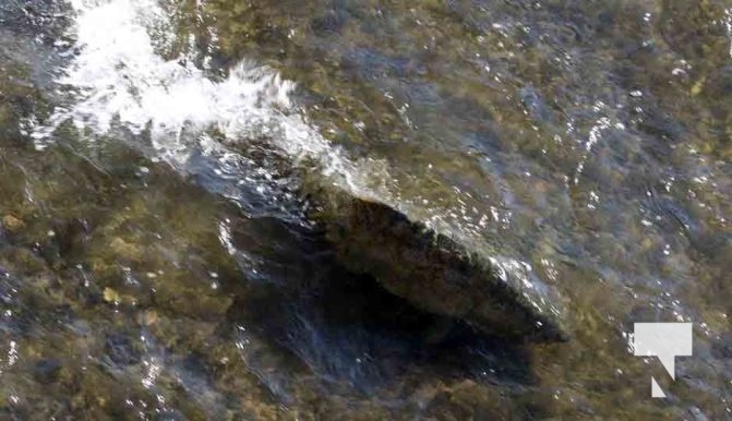 Salmon Ganarasa River September 7, 20223600