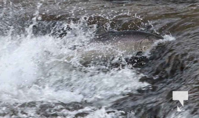 Salmon Ganarasa River September 7, 20223611