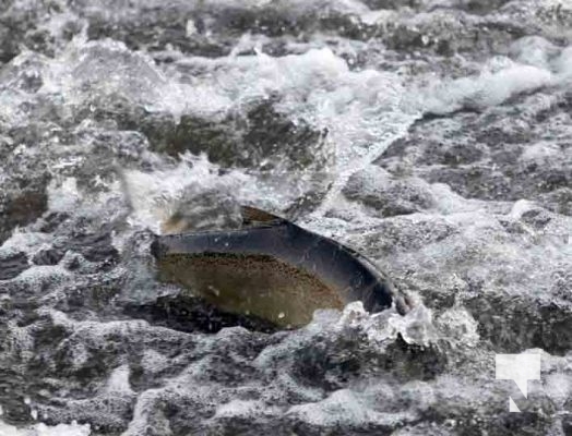 Salmon Ganarasa River September 7, 20223614
