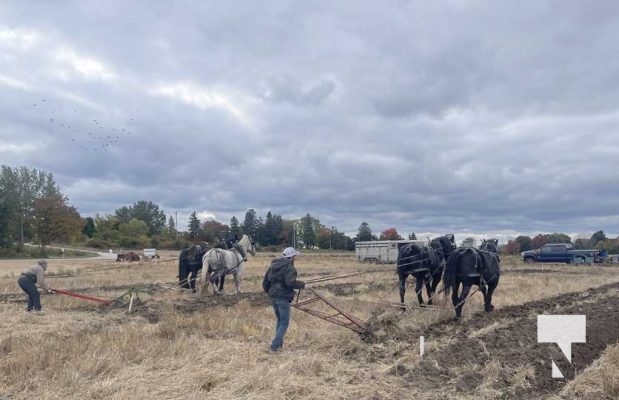 Northumberland Plowing Match October 8, 2022241