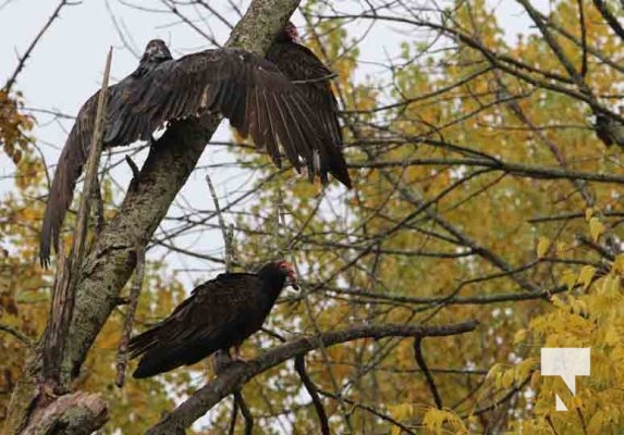 Turkey Vultures October 13, 2022352
