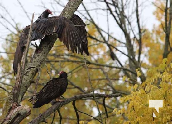 Turkey Vultures October 13, 2022353