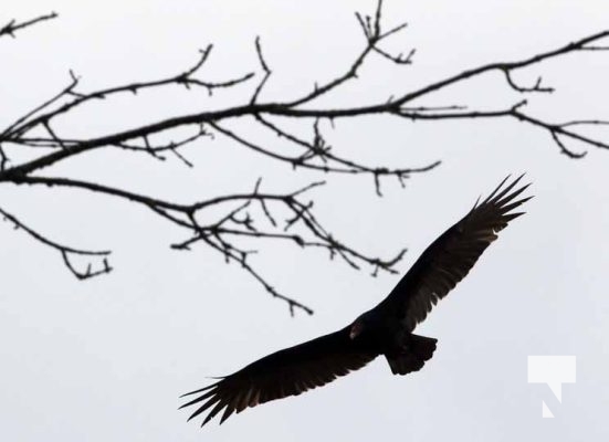 Turkey Vultures October 13, 2022355