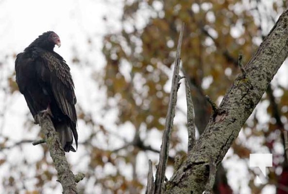 Turkey Vultures October 13, 2022356