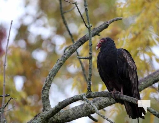 Turkey Vultures October 13, 2022361