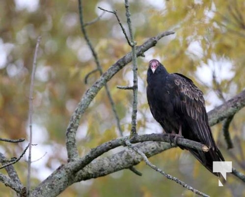 Turkey Vultures October 13, 2022363