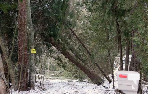 Trees Down Winter Storm December 26, 20220995