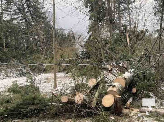 Trees Down Winter Storm December 26, 20221001