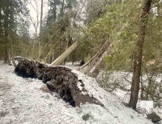 Trees Down Winter Storm December 26, 20221003