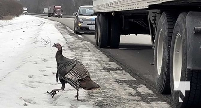 Turkey Smashes Through Transport on Highway 401 March 2, 2022889
