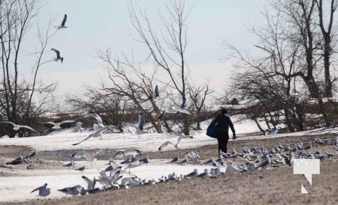 Bird Feeding Harbour Cobourg March 8, 2023741