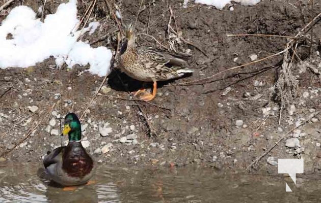 Ducks Cobourg March 8, 2023750