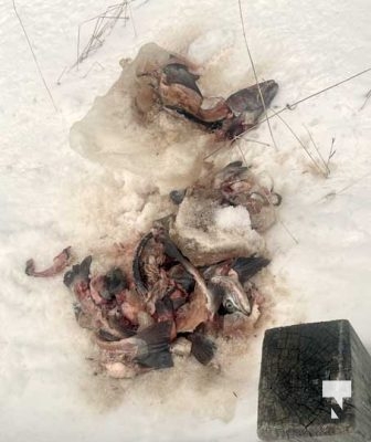MNRF Fish Carcasses Grafton March 12, 2023873